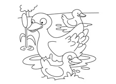 一只大鴨子帶兩只小鴨子河里游泳的簡筆畫圖片